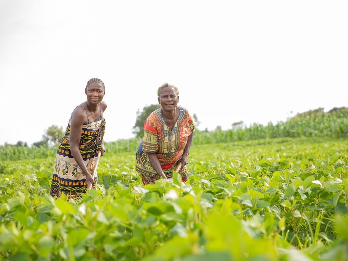 Zambia. inclusive policies allowing refugees to flourish in farming.