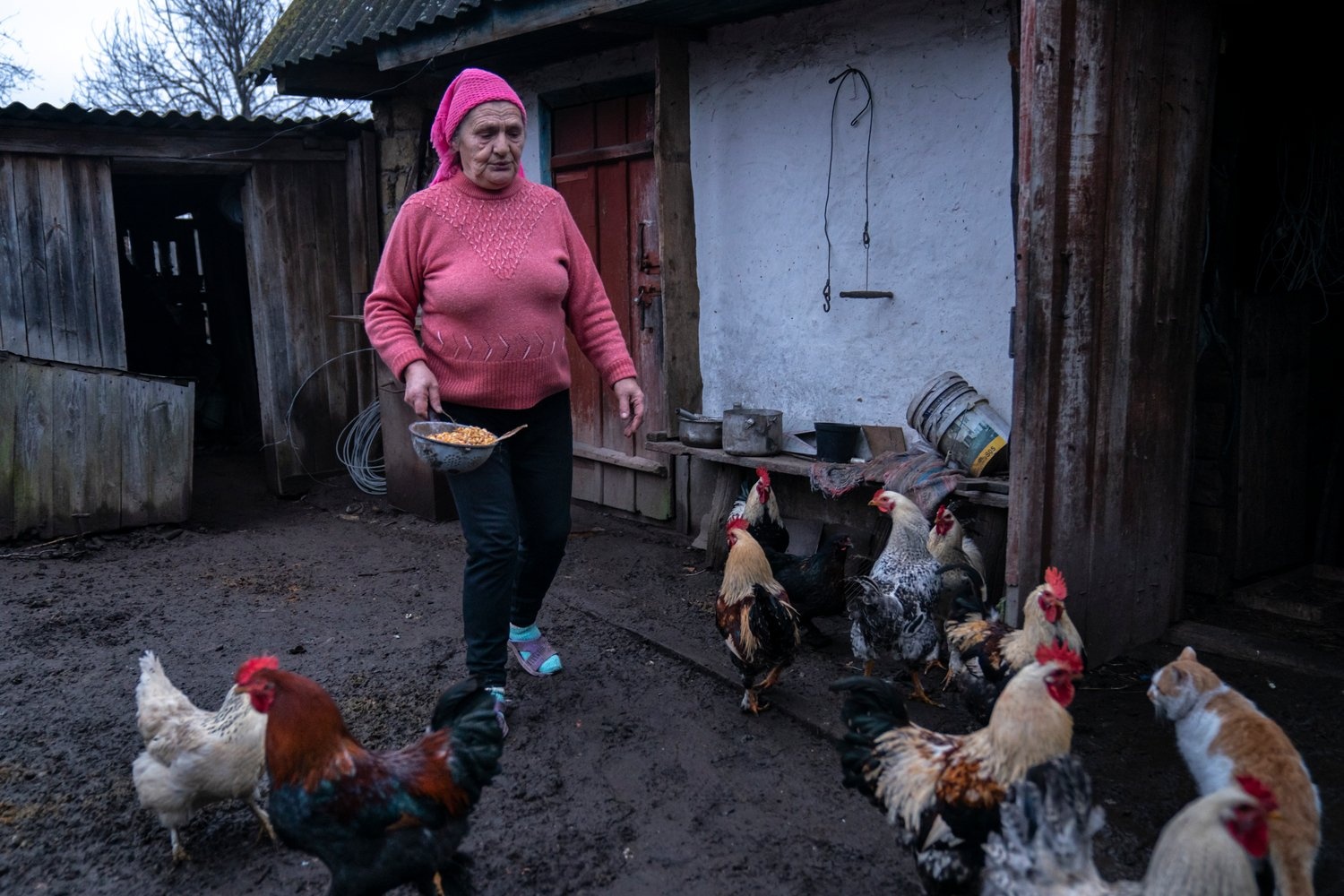 A woman feeds corn to a flock of chickens in her backyard.