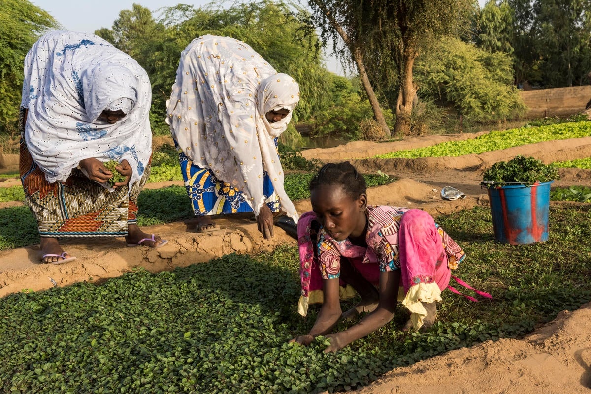 Mali. Gao women's agricultural association given help to grow