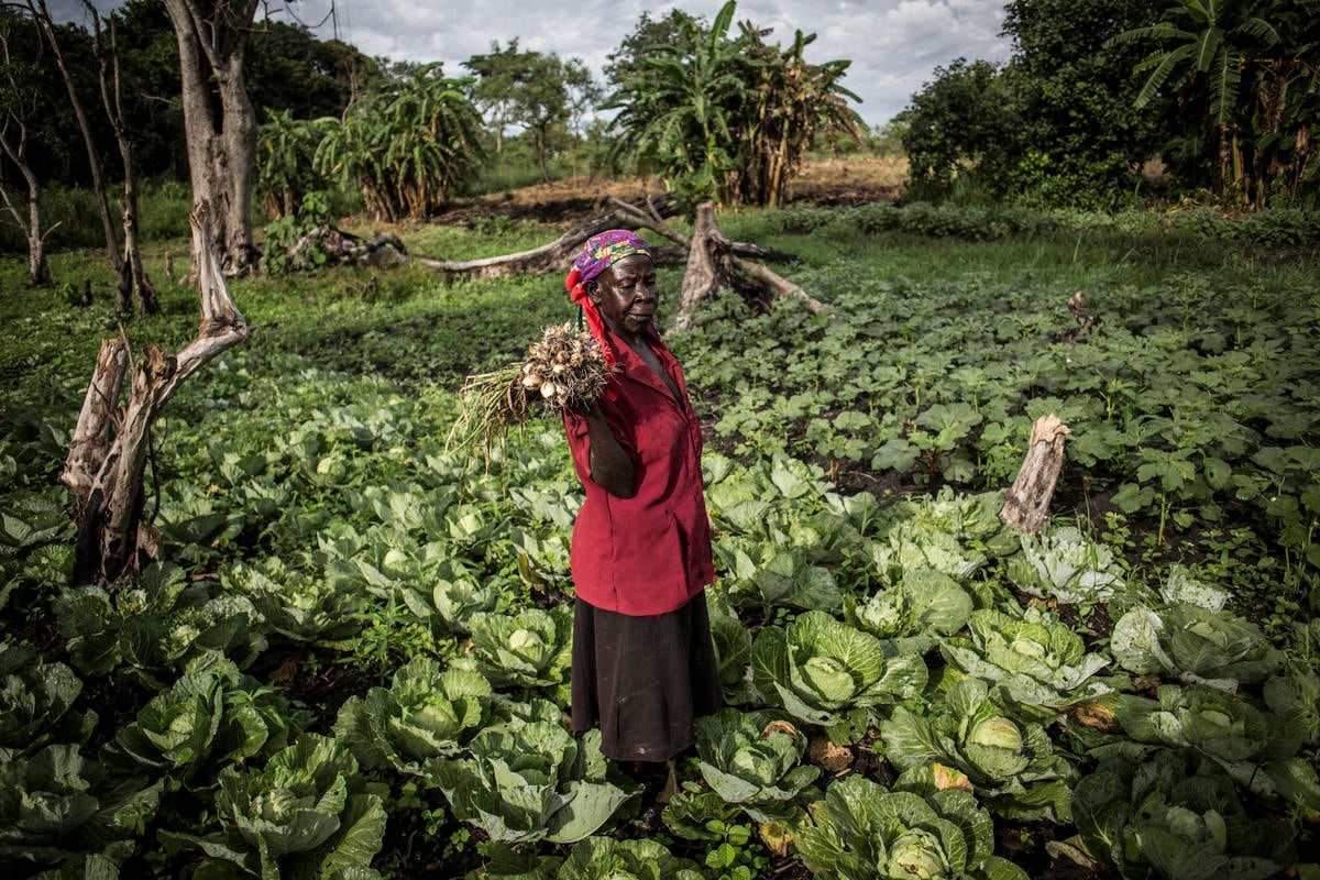 Democratic Republic of Congo. South Sudanese refugees grow local economy