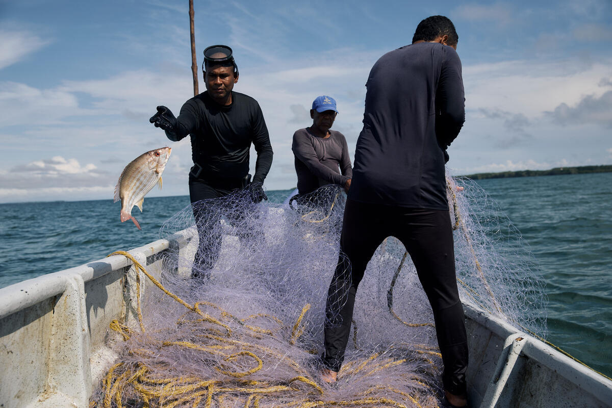 A man tosses a fish into the bottom of a boat while two other men haul up a net.