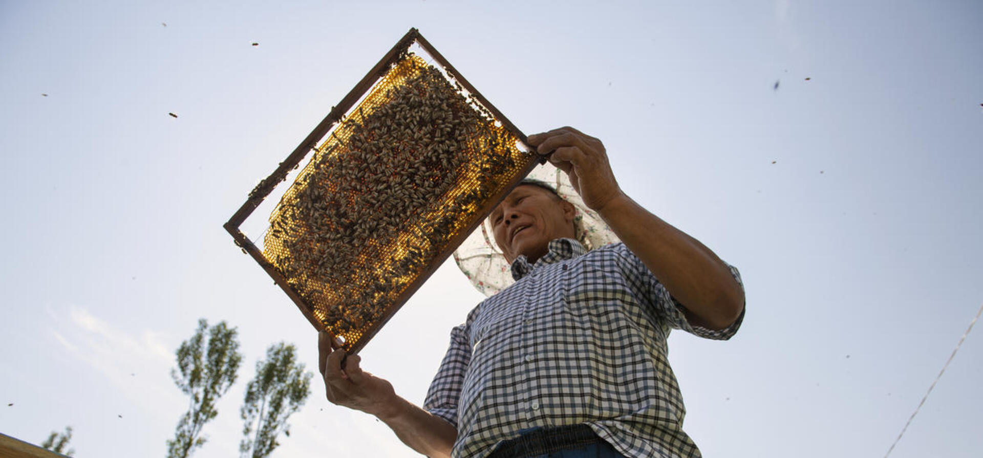 Kyrgyzstan. Stateless beekeeper gets passport to pursue dreams