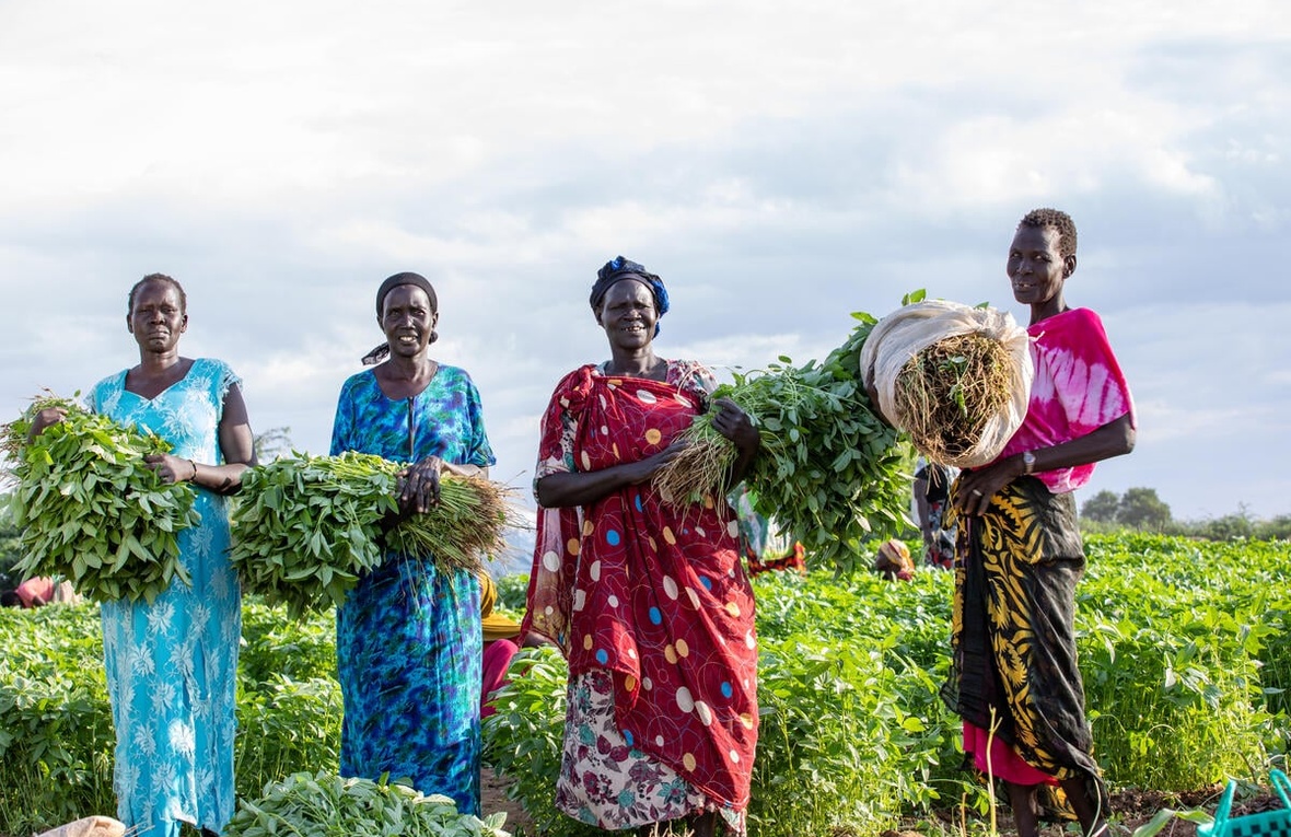 Four South Sudanese refugee women stand in a farm holding large bundles of herbs.