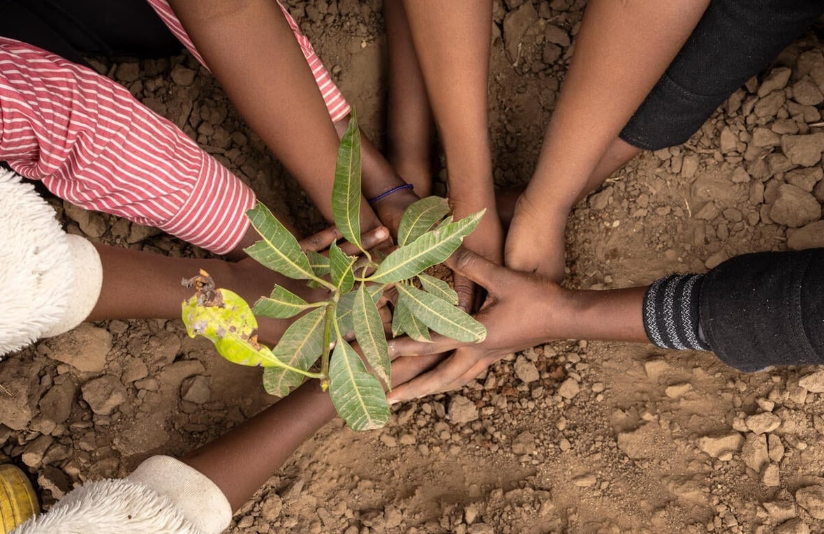 Multiple hands gently planting a small seedling into dry soil.