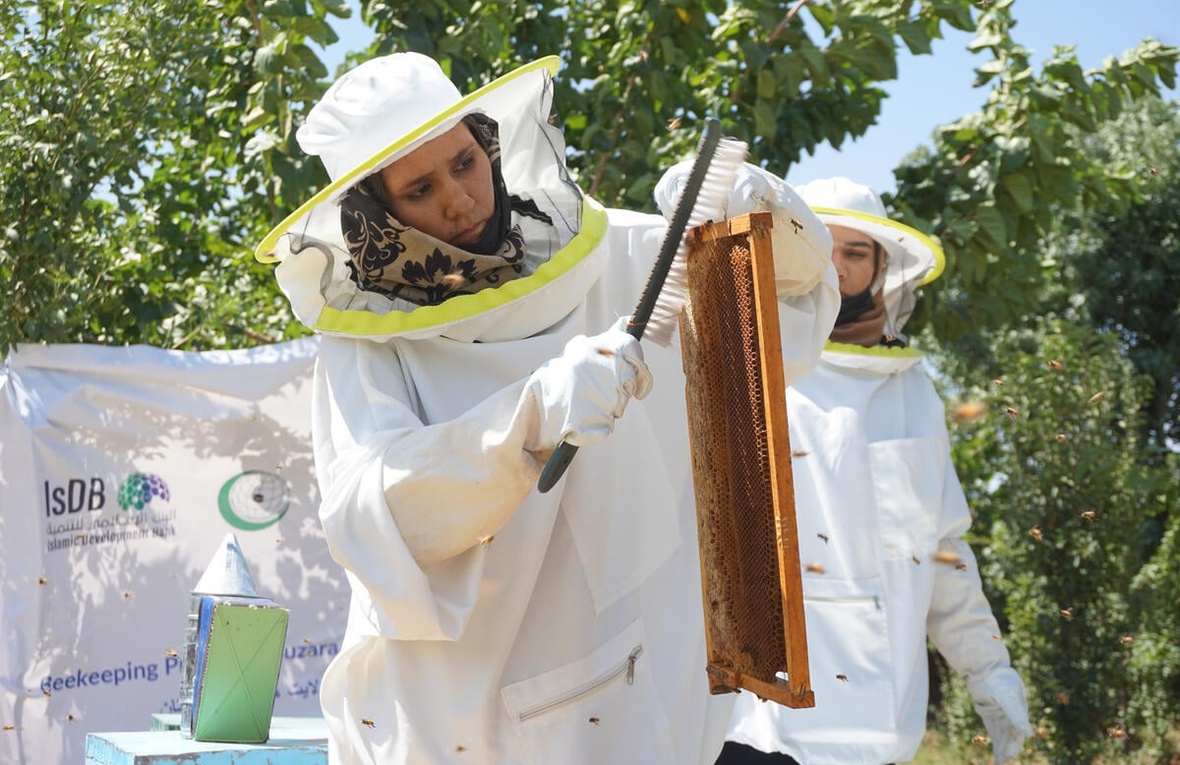 A woman in a white protective suit and hat scrapes bees off a beehive frame.