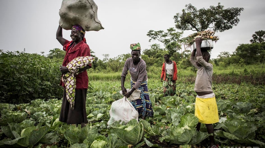 UN Refugee Agency UNHCR agriculture food security for refugees farmers livestock keepers fisherman sustainable, climate-smart and nutrition-sensitive agricultural livelihoods 