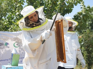 A woman in a white protective suit and hat scrapes bees off a beehive frame.