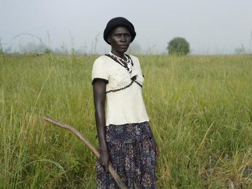 Uganda. South Sudanese refugees regenerate rice-growing economy