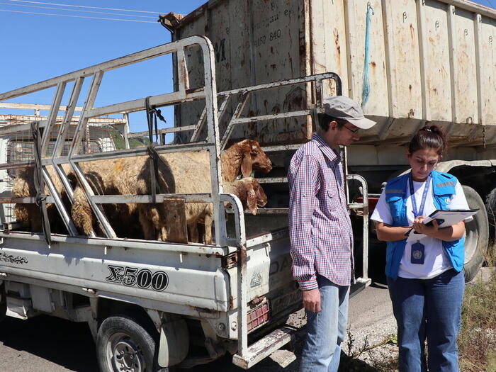 UNHCR staff member provides livestock kits for returnees in Beit Wali village, rural Latakia.