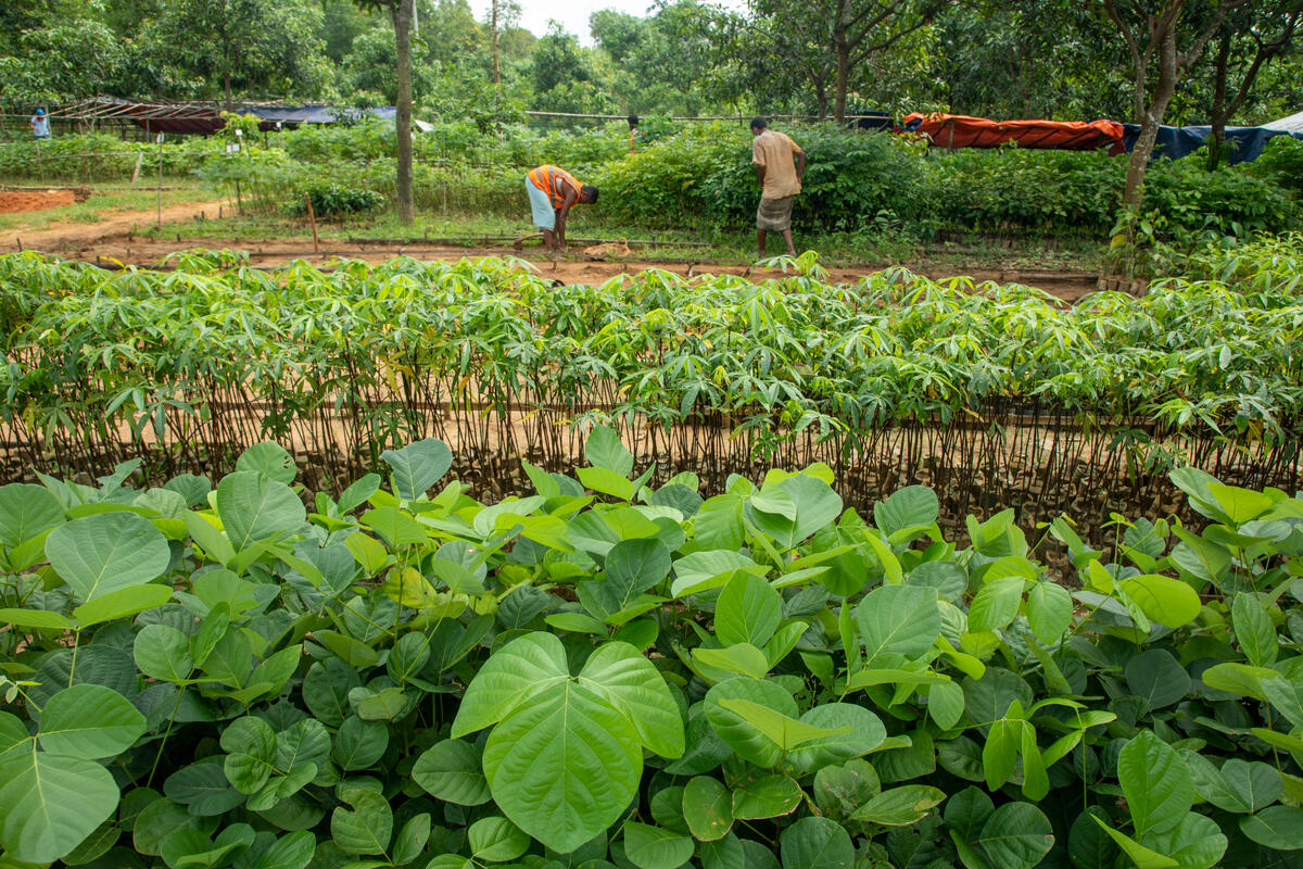 Bangladesh. Reforesting the Rohingya refugee camp