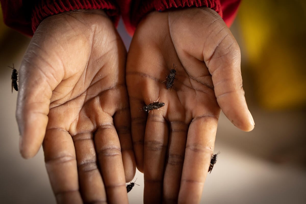 Flies crawl over the palms of a woman's hands.