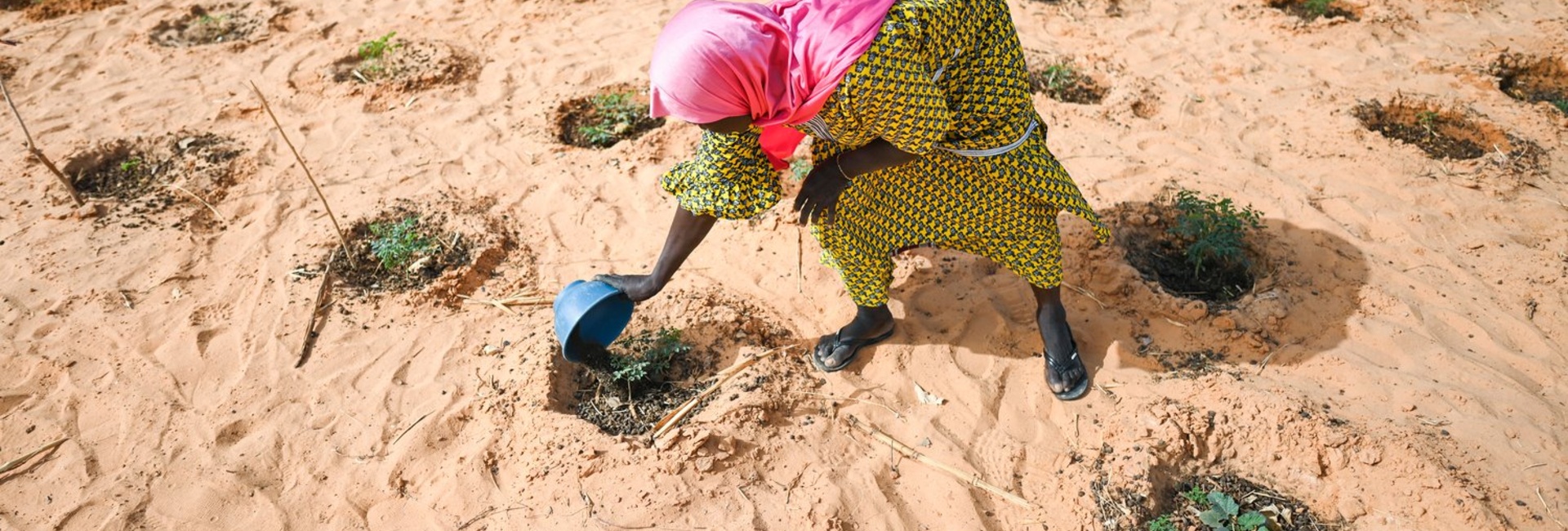 A woman pours water from a plastic bowl over vegetables in a dry, sandy field.