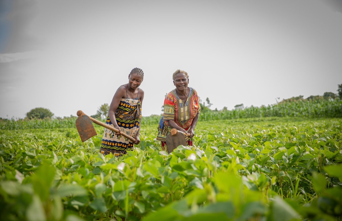 An older woman and a younger woman hoe a field where crops are growing.