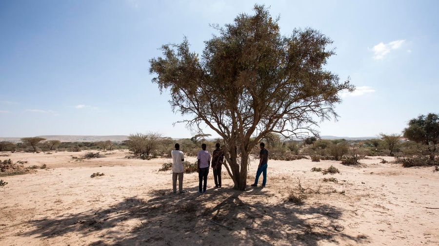 Somalia. Ethiopian asylum seekers arrive on foot outside Hargeisa