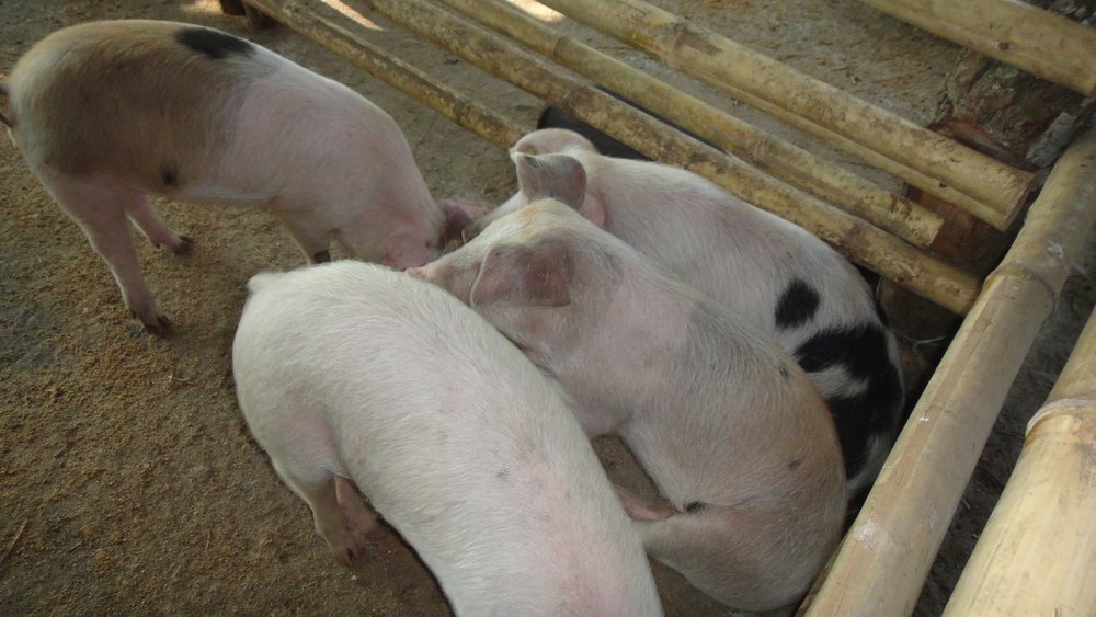 A great success: piggery in Damak!