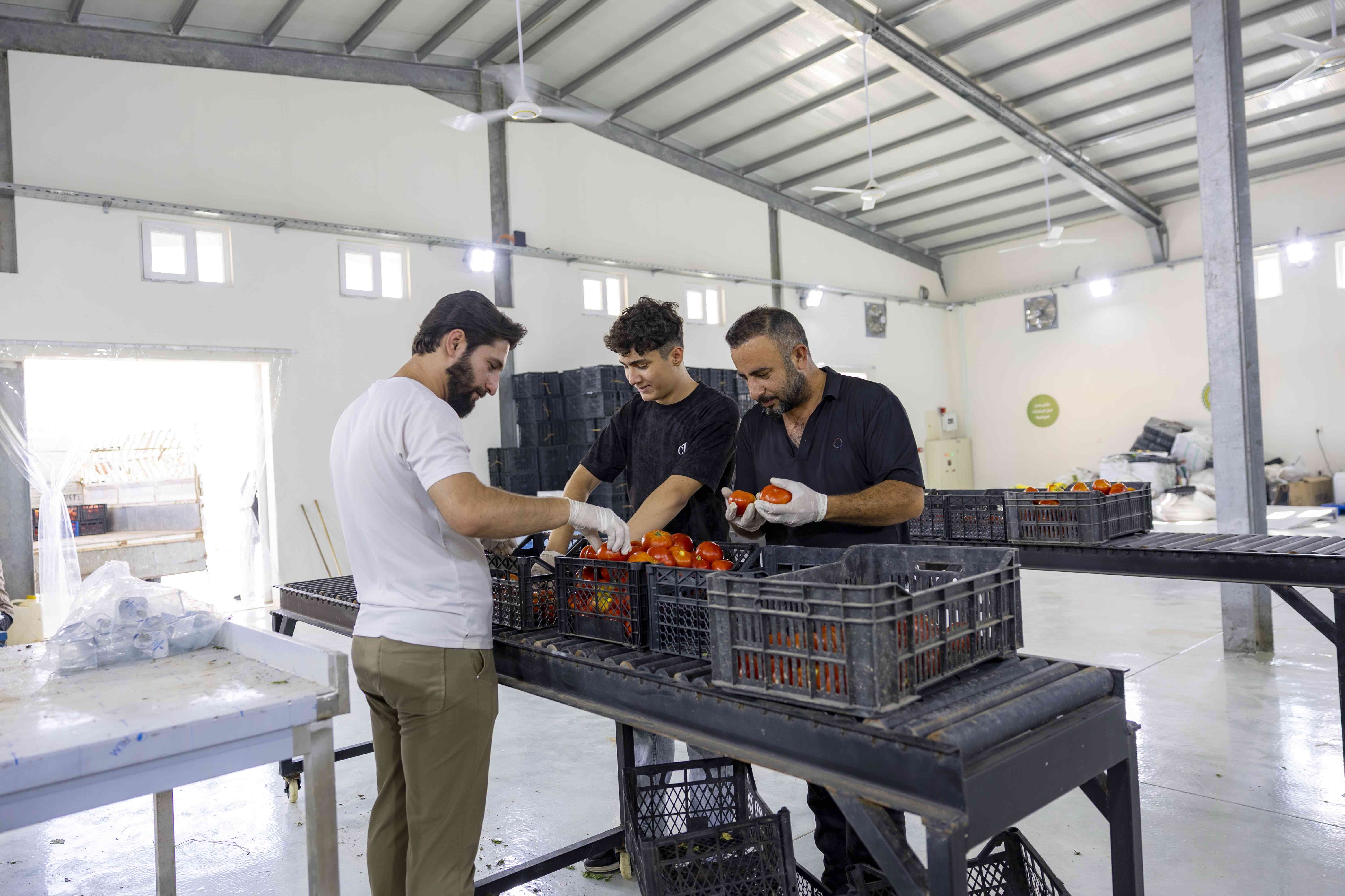 Staff sort the produce and pack it according to quality, ensuring each item is carefully prepared for the market. &copy; UNHCR/Rasheed Rasheed