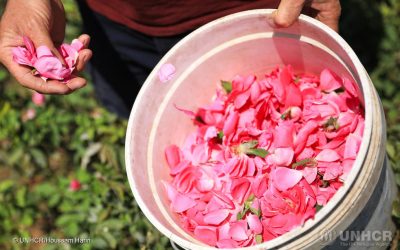 Le rose sono il simbolo di un nuovo inizio per una famiglia siriana