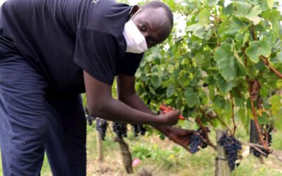 I rifugiati aiutano i produttori di vino francesi a colmare la carenza di manodopera