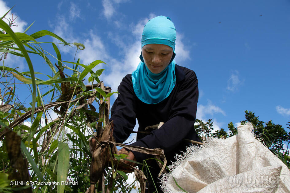 Thailand. Meepia Chumee, formerly stateless, harvests dried corn in the fields she rented.