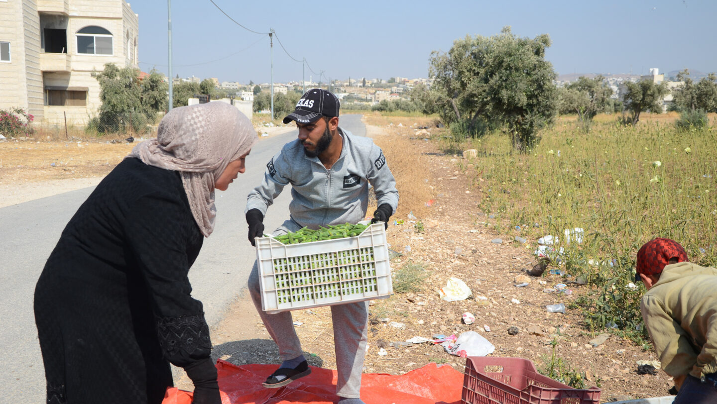 gorra Días laborables Húmedo How a Syrian housewife created farming jobs in Jordan – UNHCR Jordan