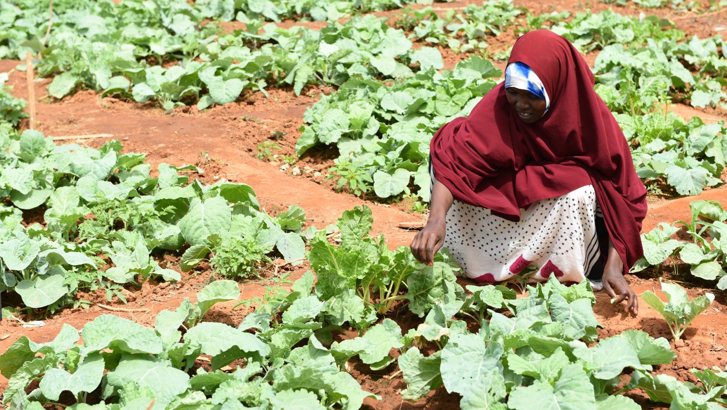 Farming in Dadaab