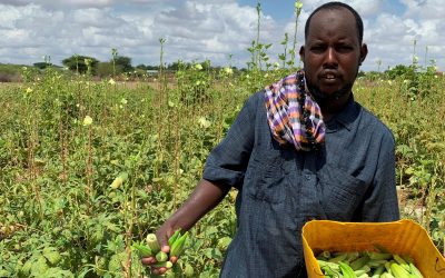 Agricultural farming, a reliable source of livelihood for both refugees and host community in Dadaab   