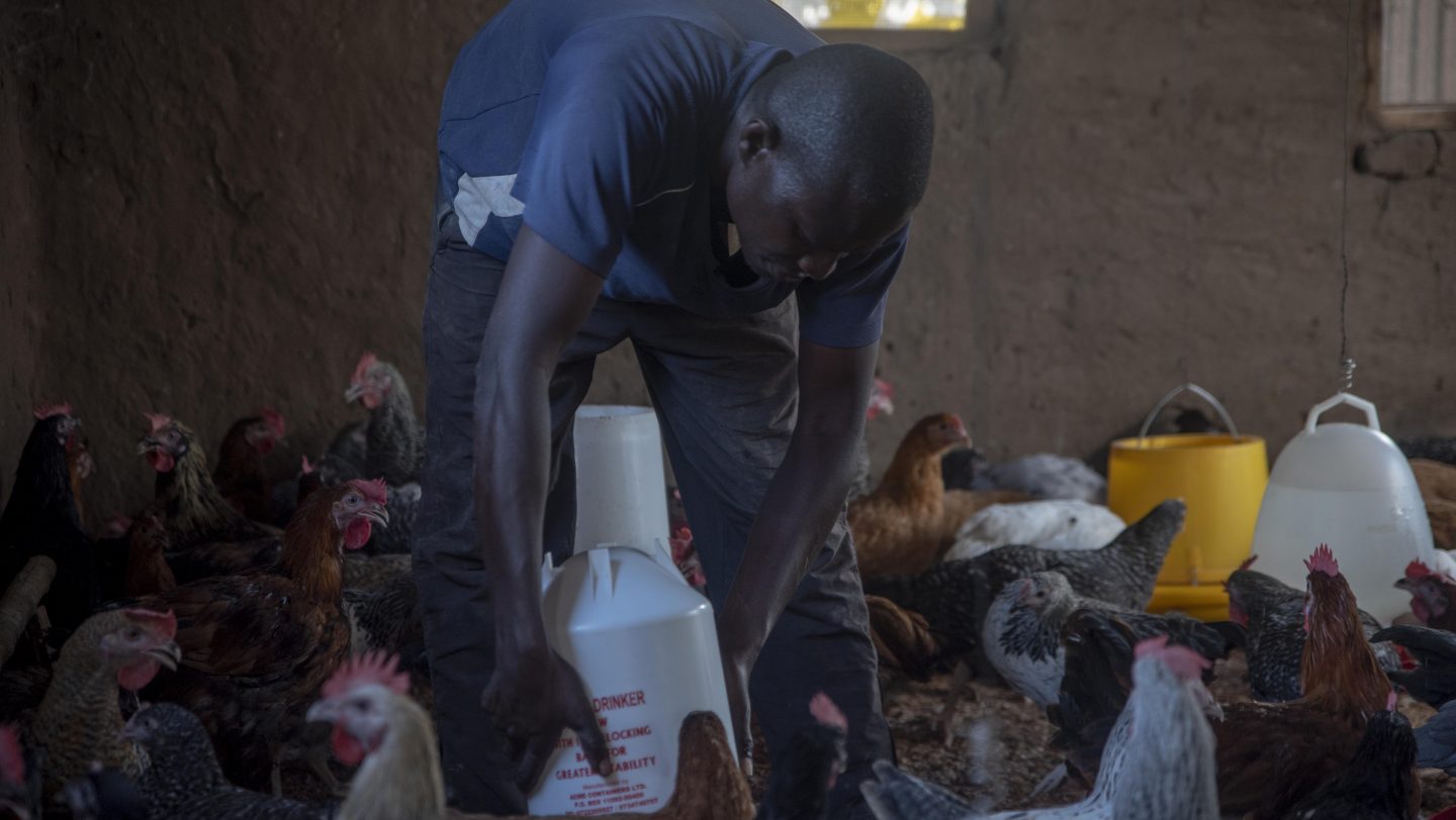 Super Chicken Farmer in Kakuma (3)