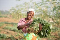 Hope for women as farming project bears fruit in Kenya