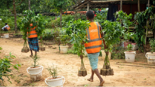 bangladesh reforestation1.png