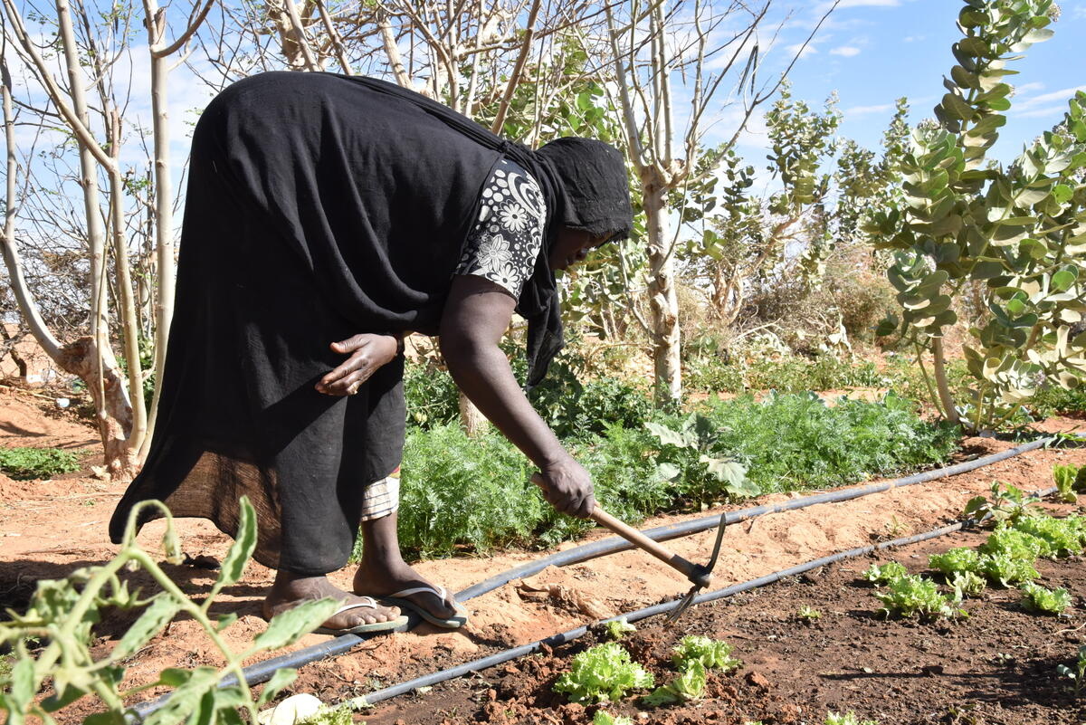 Mauritania. Malian refugees share climate change growing techniques with locals