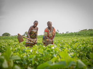 An older woman and a younger woman hoe a field where crops are growing.