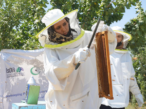 A woman in a white protective suit and hat scrapes bees off a beehive frame.