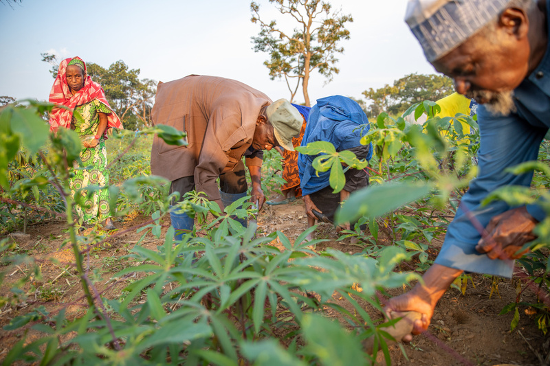 People bend down to tend to crops in a field