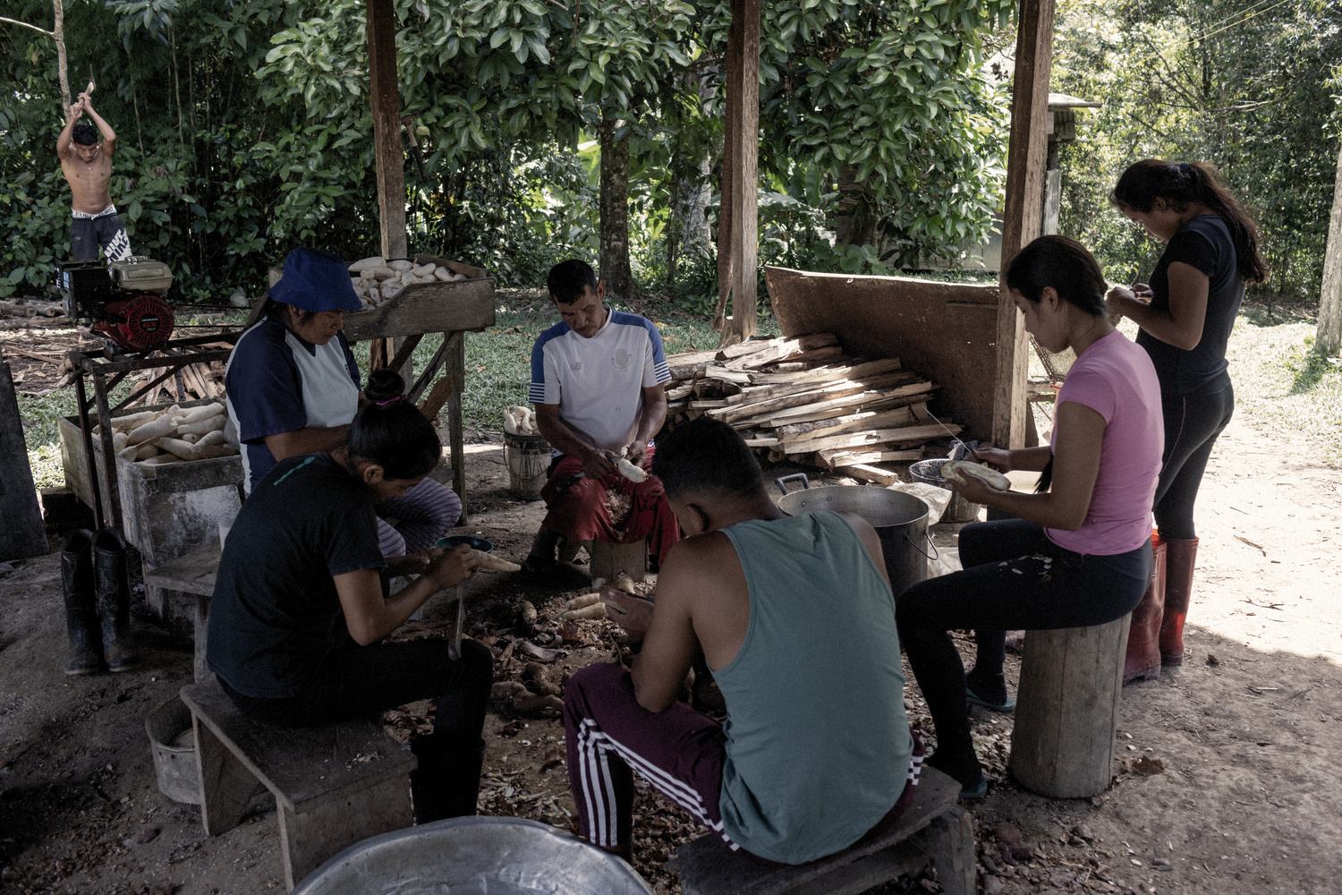 A group of people sit on stools preparing vegetable roots while another chops wood in the background