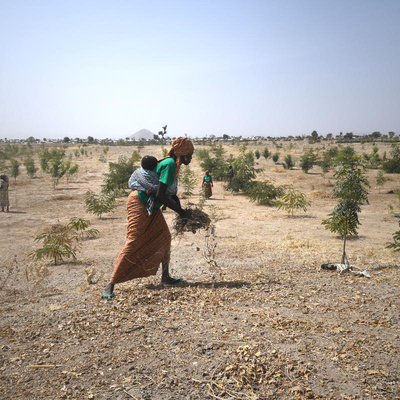 Cameroon. Minawao, the green refugee camp