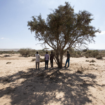 Somalia. Ethiopian asylum seekers arrive on foot outside Hargeisa