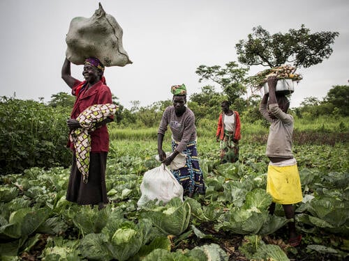 Democratic Republic of Congo. South Sudanese refugees grow local economy