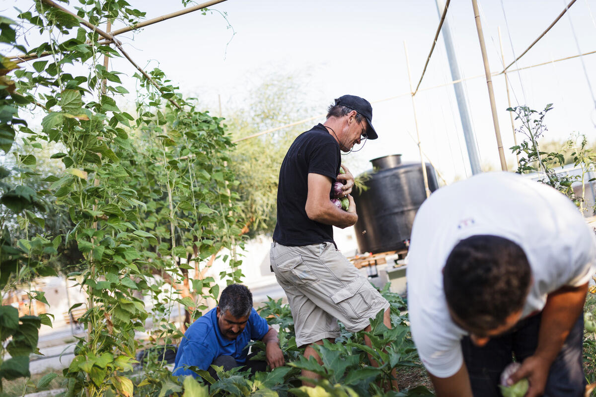Greece. Afghan refugees 'give back' to needy Greek families.
