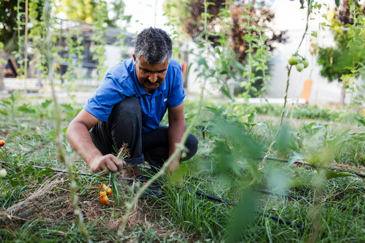 Greece. Afghan refugees 'give back' to needy Greek families