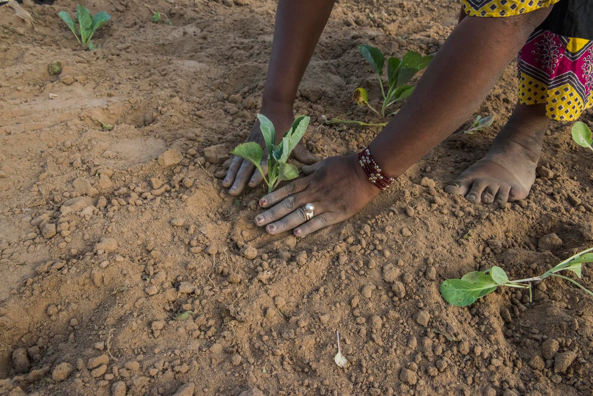 Mali. Gao women's agricultural association given help to grow