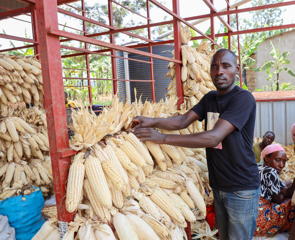 A man hanging maize to dry