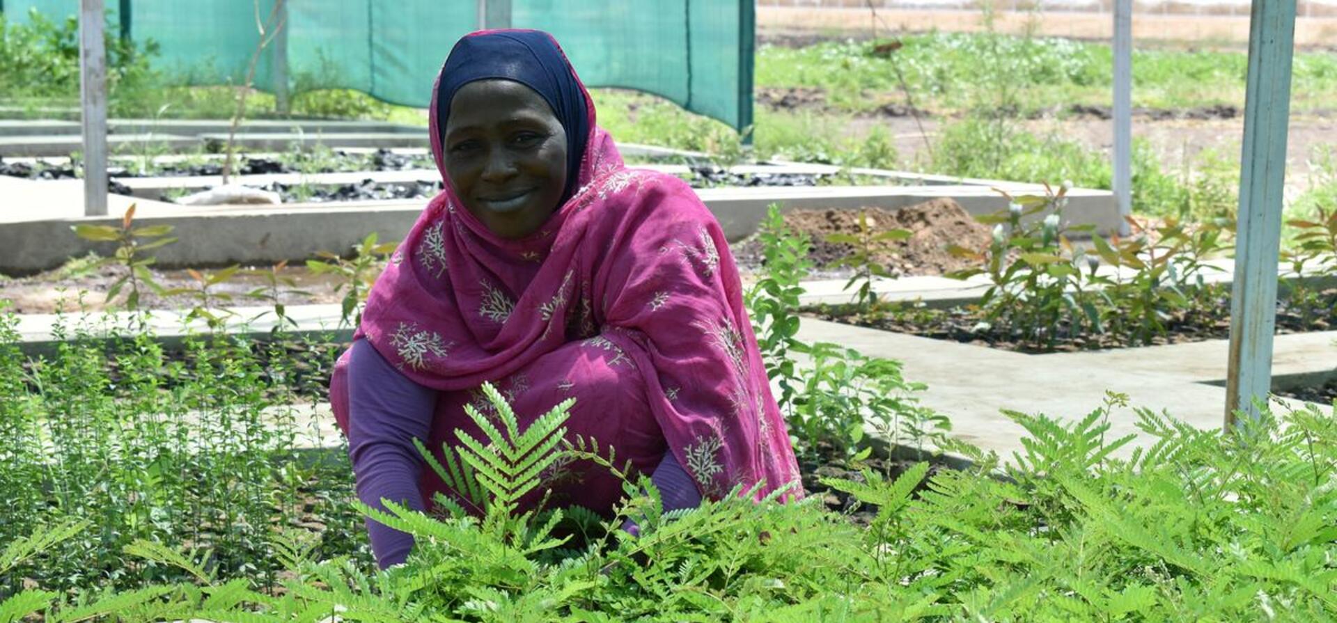Sudan. Refugees and their hosts restore Sudan's forest cover one tree at a time