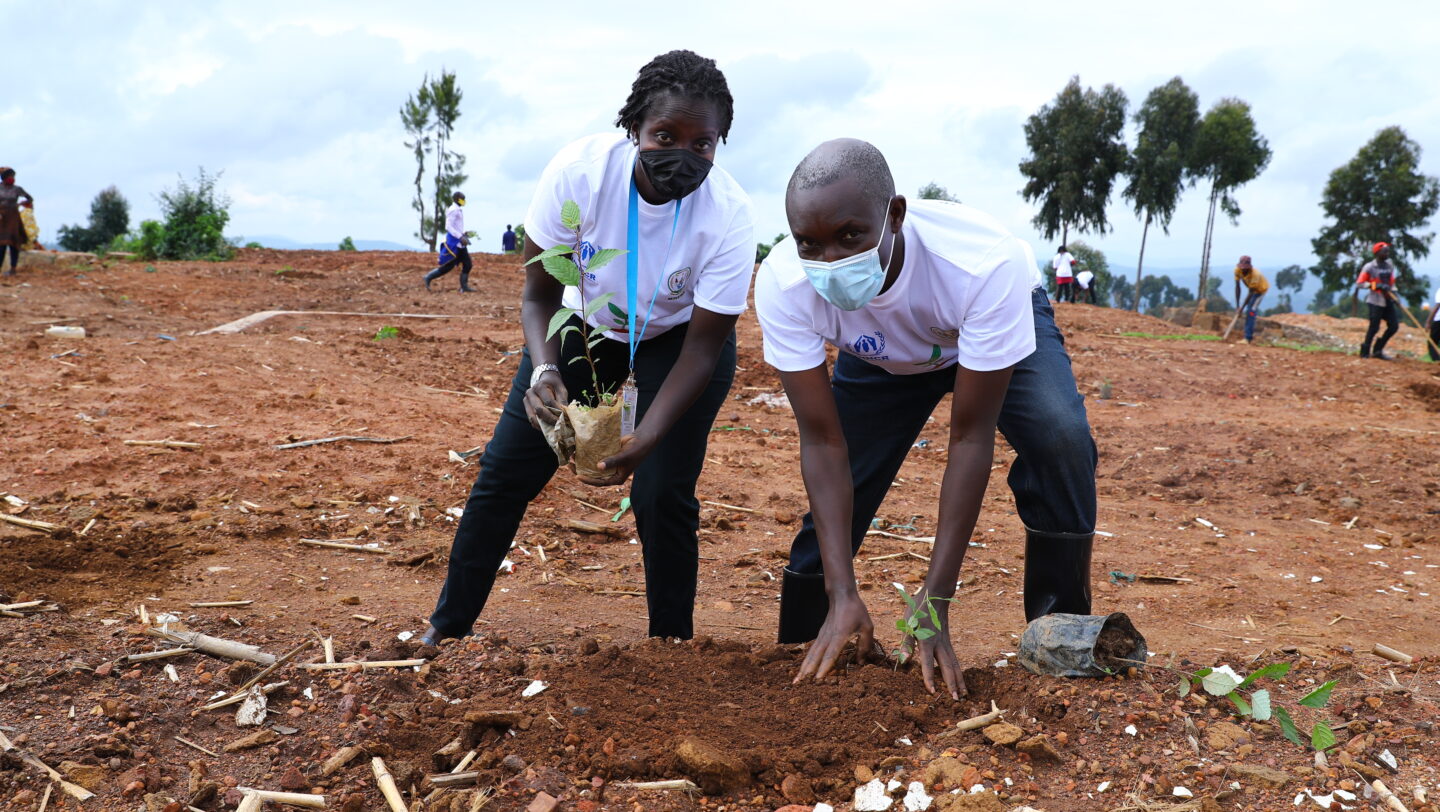 UNHCR staff planting trees in Gihembe