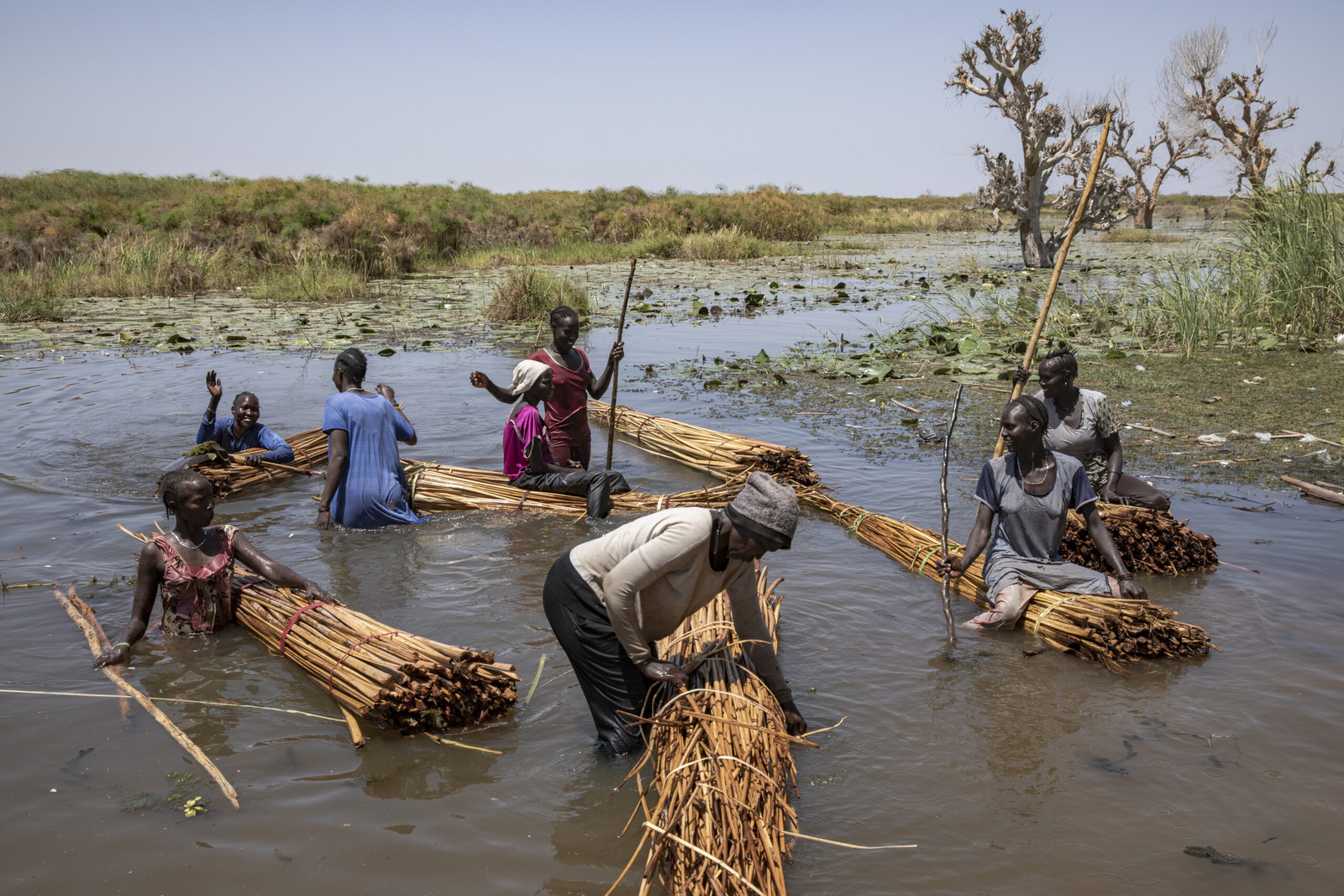 Een groep vrouwen versleept bundels riet die zijn geoogst uit het overstromingswater rond het dorp Tong. © UNHCR/Andrew McConnell