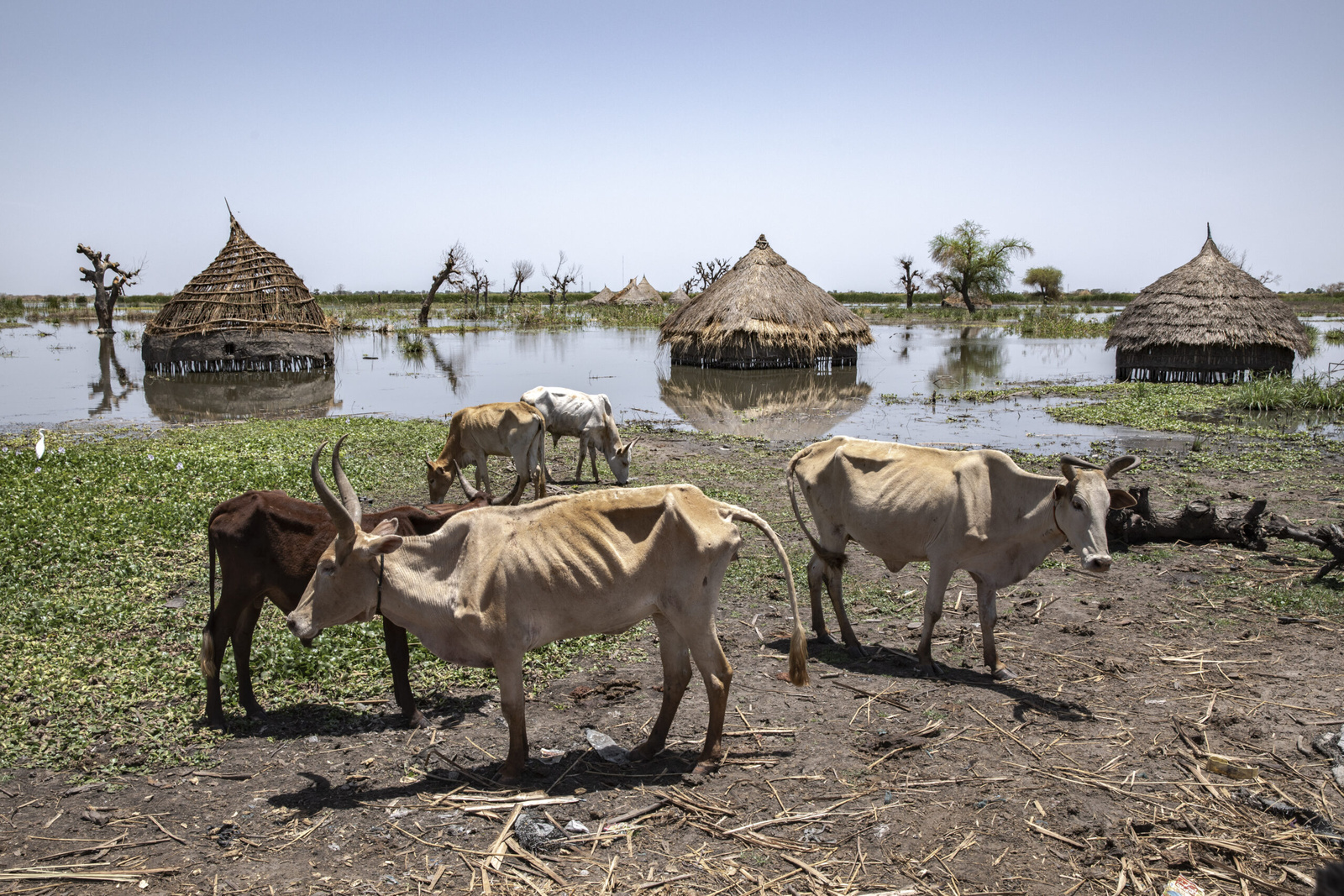 Het laatste overgebleven vee in het dorp Tong. De overstromingen hebben honderdduizenden dieren het leven gekost. © UNHCR/Andrew McConnell