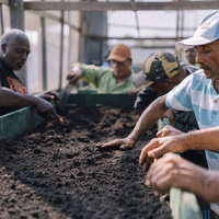 متطوعون من اللاجئين يعملون في مشروع زراعي بيئي في مركز استدامة في بوا فيستا، ولاية رورايما، البرازيل.