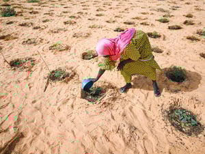 A woman pours water from a plastic bowl over vegetables in a dry, sandy field.