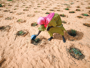 النيجر. لاجئون يكافحون تغير المناخ في أولام