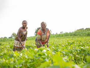 Zambia. inclusive policies allowing refugees to flourish in farming.