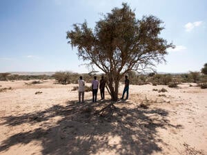 Somalia. Ethiopian asylum seekers arrive on foot outside Hargeisa